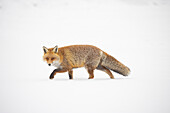  Red fox, Vulpes vulpes, adult fox moving in the snow, winter, Italy 