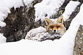 Rotfuchs (Vulpes vulpes), adulter Fuchs im Schnee zwischen Felsen, Winter, Nationalpark Gran Paradiso, Aostatal, Italien