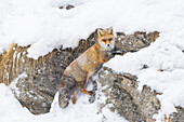Rotfuchs (Vulpes vulpes), adulter Fuchs  auf Felsen im Schnee, Winter, Nationalpark Gran Paradiso, Aostatal, Italien