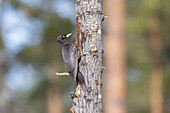  Black Woodpecker, Dryocopus martius, female in a beech forest, Schleswig-Holstein, Germany 