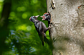 Black Woodpecker, Dryocopus martius, female feeding young at the nesting hole, Schleswig-Holstein, Germany 