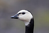 Weisswangengans (Branta leucopsis), Portrait einer adulten Gans, Schleswig-Holstein, Deutschland