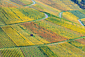  Vineyards in autumn, Rotenberg, Stuttgart, Baden-Württemberg, Germany, Europe 
