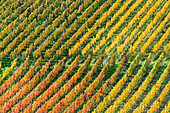  Vineyards in autumn, Rotenberg, Stuttgart, Baden-Württemberg, Germany, Europe 
