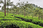 Tea plantation around Vandiperiyar, Kerala state, South India, Asia