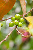 Coffea berries, Kumily, Kerala state, South India, Asia
