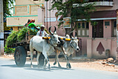 Ochsenkarren, Bundesstaat Tamil Nadu, Südindien, Indien, Asien
