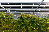  Solar system in a vineyard, solar cells, solar modules, solar power plant, photovoltaic system, Blankenhornsberg, near Ihringen, Kaiserstuhl, Baden-Württemberg, Germany 