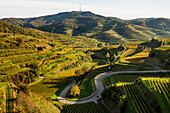  Hilly landscape and vineyards in autumn, near Oberbergen, Kaiserstuhl, Baden-Württemberg, Germany 