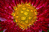 Detailaufnahme einer roten Blume (Bellis perennis) mit gelber Mitte und Wassertropfen, Deutschland