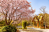  Magnificent cherry blossoms in spring, East Asian ensemble with Japanese garden and Thai sala with Buddha statue, Westpark, Munich, Bavaria, Germany 