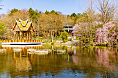  Magnificent cherry blossoms in spring, East Asian ensemble with Japanese garden, Thai sala with Buddha statue, and Nepalese pagoda, Westpark, Munich, Bavaria, Germany 