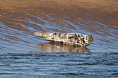 Kegelrobbe (Halichoerus grypus) in der Brandung am Newburgh Seals Beach, Aberdeenshire, Schottland, Großbritannien
