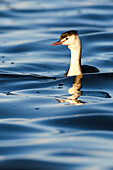 Crested Grebe, Fayoum Egypt Lake Qaroun nature reserve