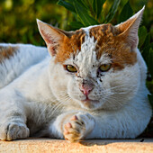 Ägyptische Baladi-Katze, Matrouh, Ägypten