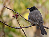 Common Bulbul, Cairo, Egypt