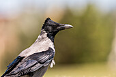 Hooded Crow, Gouna, Egypt