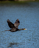 Doppelhaubenkormoran (Phalacrocorax auritus) fliegt über den Potomac River, Washington DC, USA