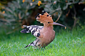 Common Hoopoe with caterpillar, Cairo, Egypt