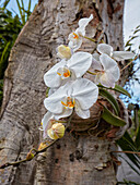 Close up of a white orchid growing on a tree trunk. Ubud, Bali, Indonesia.