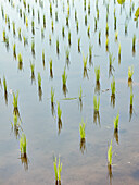 Close up view of a flooded paddy with newly planted young rice plants at Kajeng Rice Field Trail in Ubud, Bali, Indonesia.
