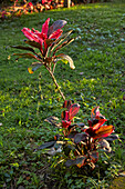 Close up of Ti plant (Cordyline fruticosa) with reddish purple leaves, an evergreen flowering plant in the family Asparagaceae. Ubud, Bali, Indonesia.