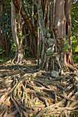 Bare entangled roots of a banyan tree (Ficus benghalensis) growing at Puri Lukisan Museum in Ubud, Bali, Indonesia.