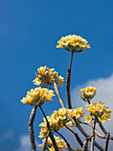 Close up of yellow frangipani flowers (Plumeria rubra) against vivid blue sky. Bali, Indonesia.
