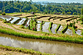 Scenic view of flooded Jatiluwih Rice Terraces using traditional Subak irrigation system and recognized as UNESCO Cultural Landscape. Bali, Indonesia.