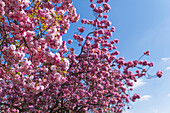 Japanese Flowering Cherry, Richmond, Greater London, United Kingdom