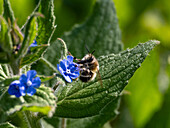 Biene sammelt Nektar von einer Blume aus nächster Nähe, Guildford, Surrey, England, Vereinigtes Königreich
