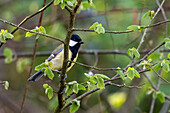 Blaumeise (Cyanistes caeruleus), Guildford, Surrey, England, Vereinigtes Königreich
