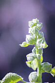 Hollyhock portrait