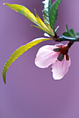 peach flower portrait