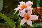 Nahaufnahme einer Frangipani-Blüte (Plumeira) mit Regentropfen, Yaounde, Kamerun