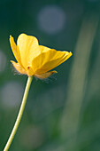 wild meadow buttercup, England