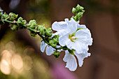 White hollyhock flower portrait