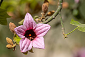 bee inside Queensland lacebark flower, Cairo, Egypt