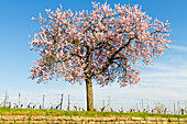  Blooming almond tree in the vineyards of Gimmeldingen, Neustadt an der Weinstraße, Rhineland-Palatinate, Germany 