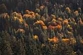  Mountain forest in autumn, Bavaria, Germany 