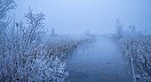  Morning fog in Kochelmoos, Kochel am See, Upper Bavaria, Bavaria, Germany, Europe 