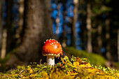 Fliegenpilz im Herbstwald, Bayern, Deutschland