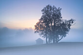  Foggy morning in the Blue Land, Bavaria, Germany 