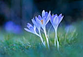  Crocuses in a spring forest, Bavaria, Germany 