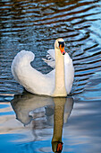  Swimming swan, Weilheim, Bavaria, Germany 
