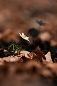  Wood anemone in a sunny spring forest, Bavaria, Germany               