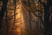  In a foggy forest in November, Bavaria, Germany, Europe 