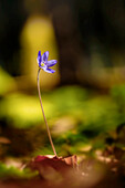  Liverwort in a spring forest, Bavaria, Germany, Europe 