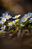  Wood anemone in a sunny spring forest, Bavaria, Germany             