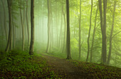  Morning mood in spring in a beech forest, Bavaria, Germany, Europe 